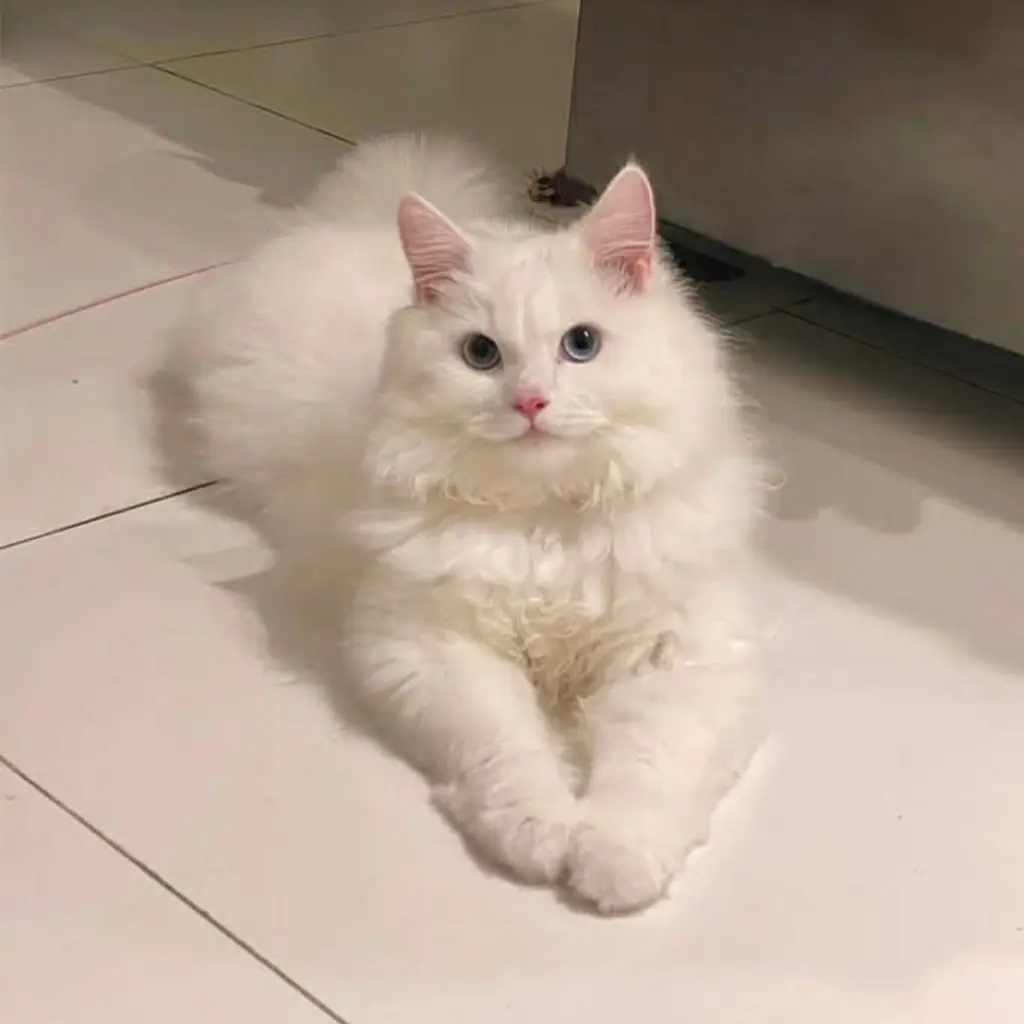 Angora Turco foto 4