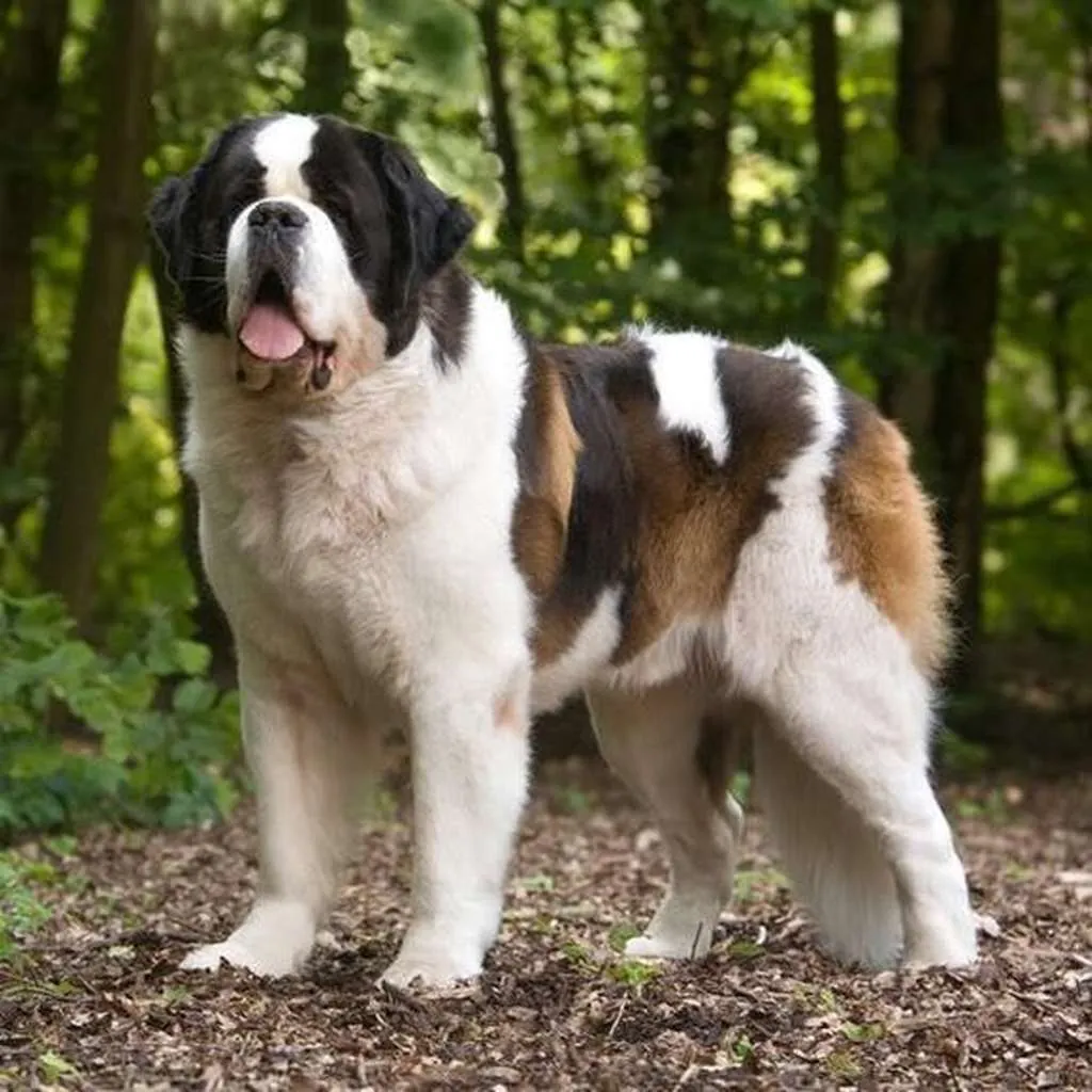 Cachorro de San Bernardo