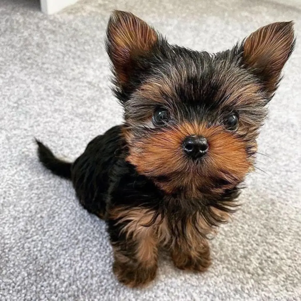 Yorkshire Terrier foto 4