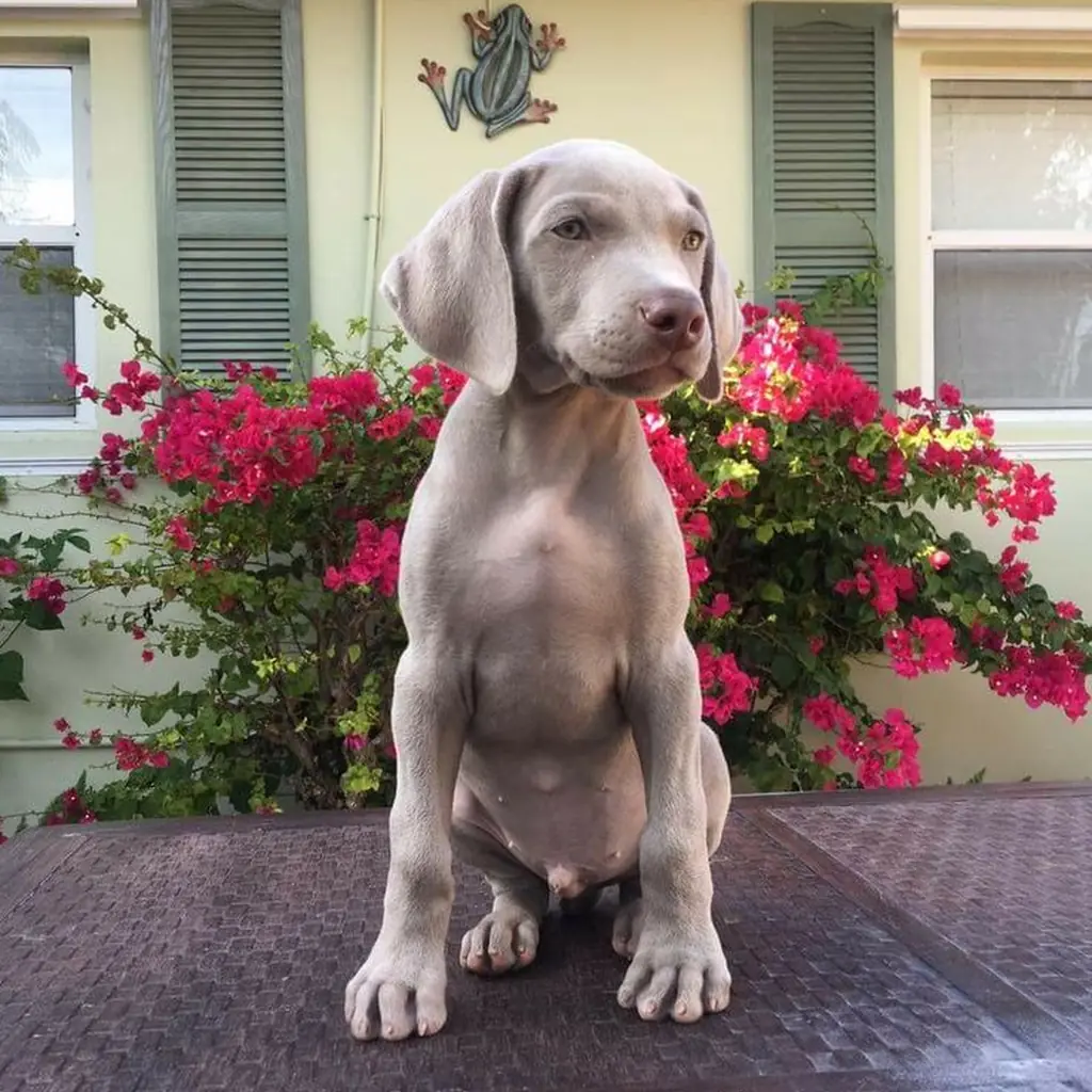 Weimaraner foto 2