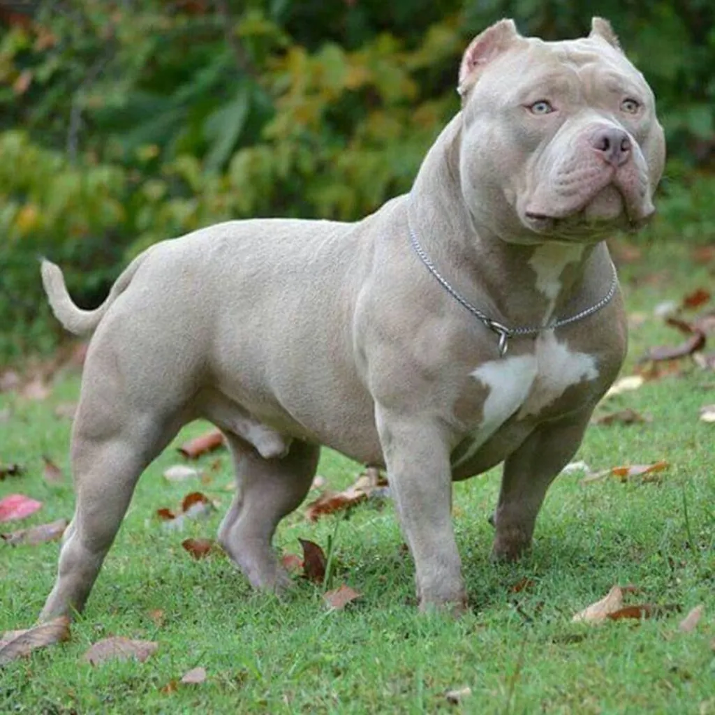 American Bully foto 6