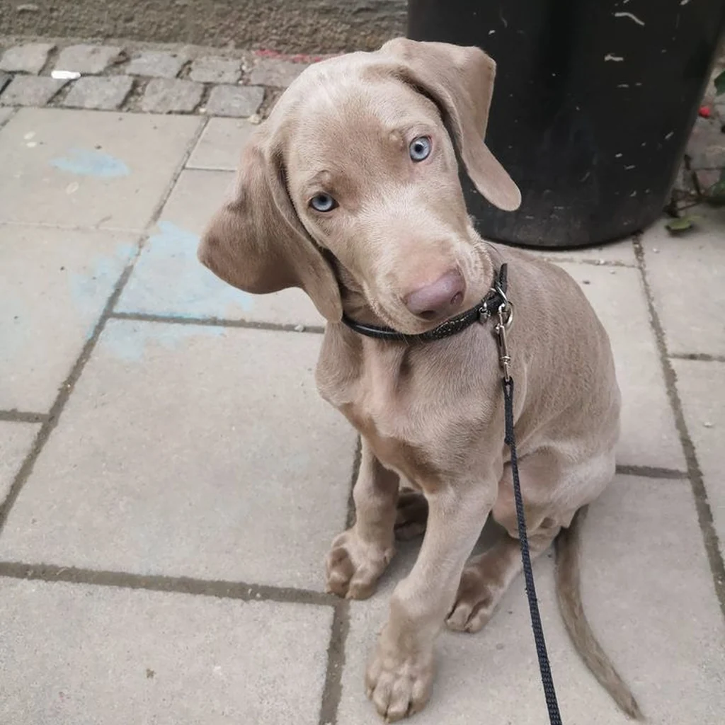 Weimaraner foto 4