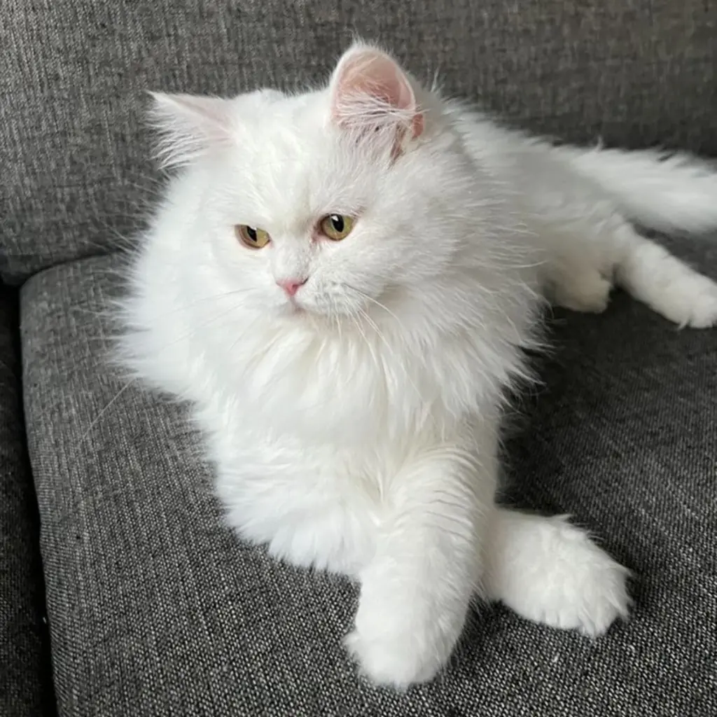 Angora Turco foto 3