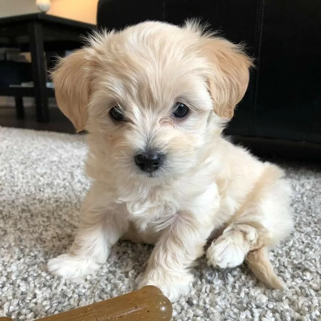 Maltipoo foto 3