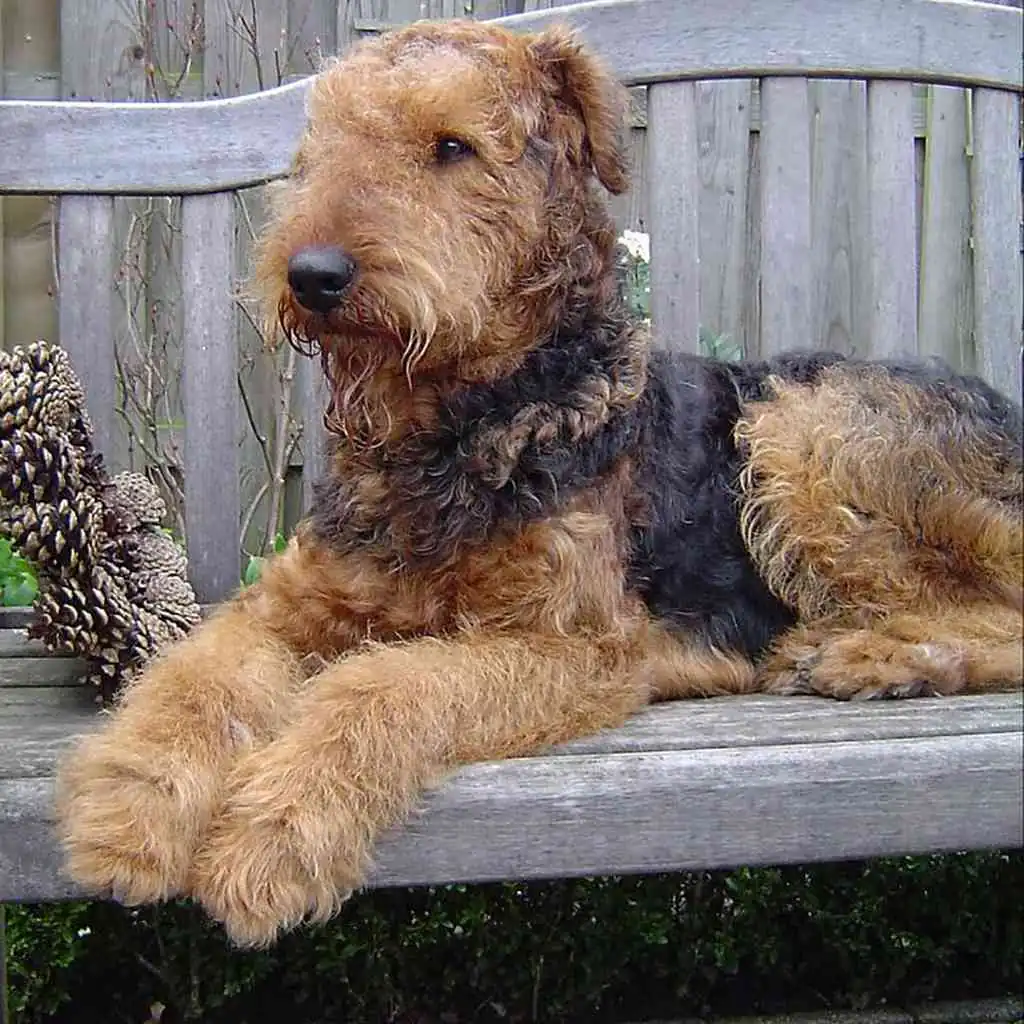 Cachorro de Airedale Terrier