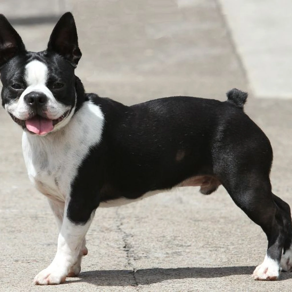 Boston Terrier foto 5