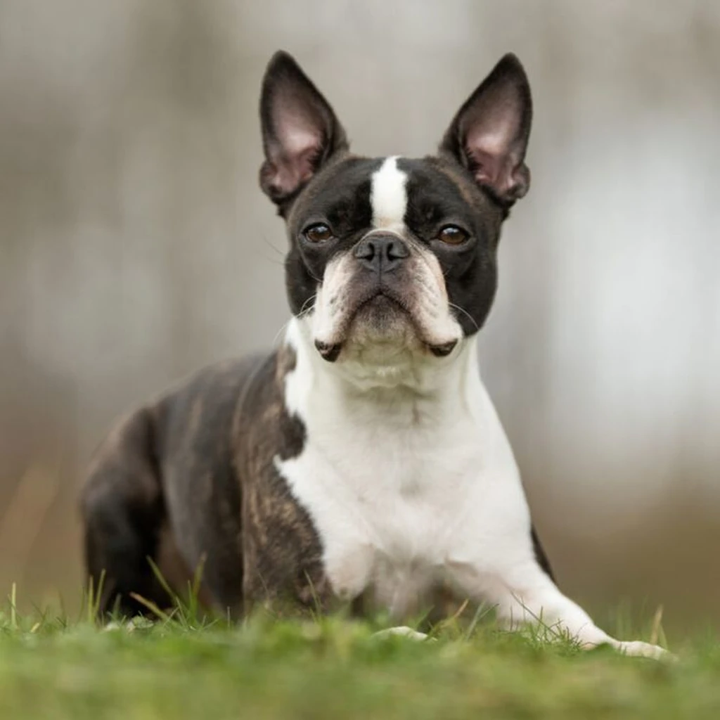 Boston Terrier foto 6
