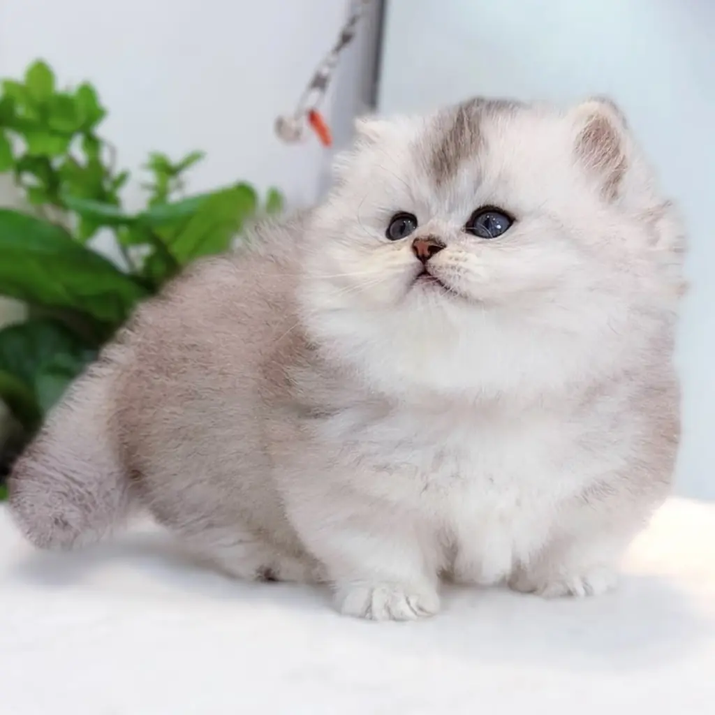 Munchkin foto 5