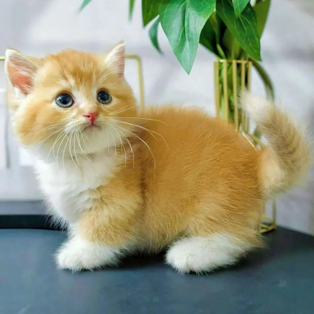 Munchkin foto 6