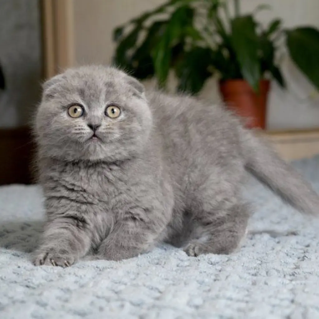 Scottish Fold foto 3