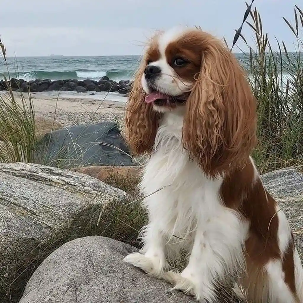 Cavalier King Charles foto 5