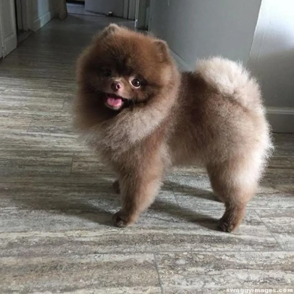 Razas Pequeñas - cachorro 2