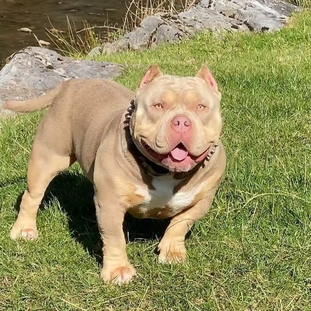 American Bully foto 3
