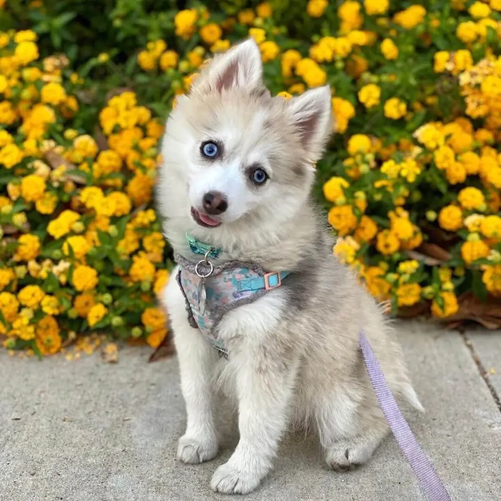 Pomsky foto 4