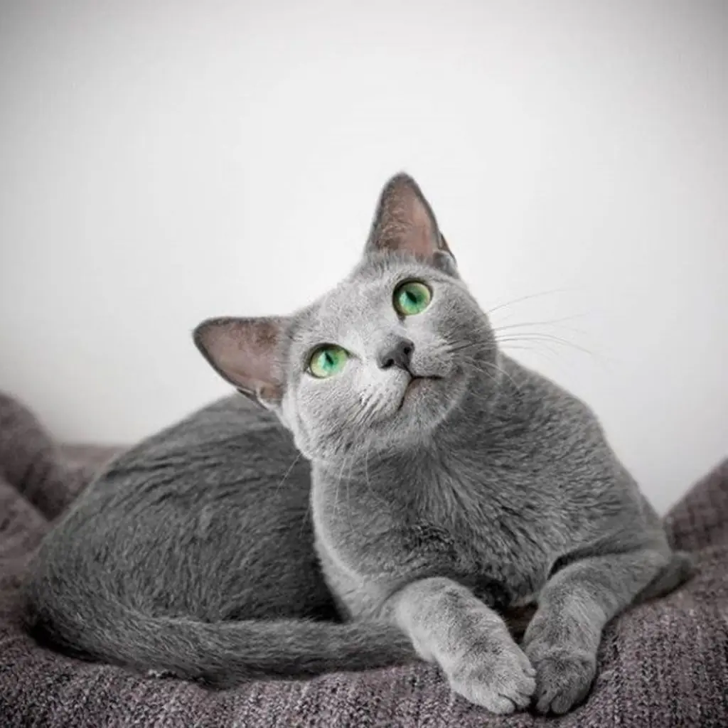 Ruso Azul foto 5
