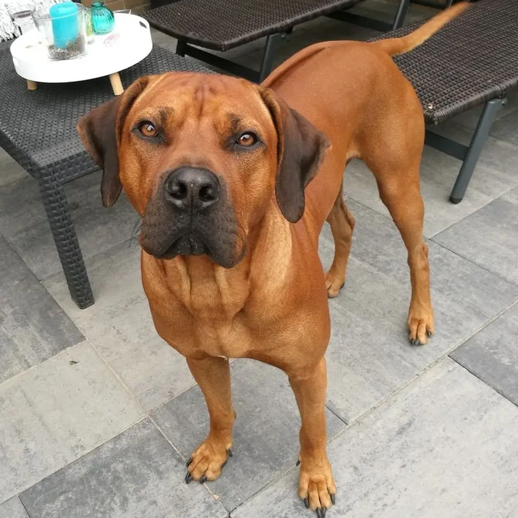 Rhodesian Ridgeback foto 6