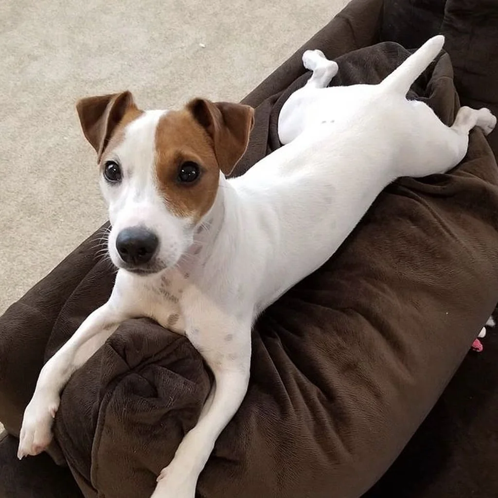 Cachorro de Jack Russell Terrier