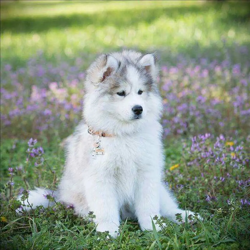 Alaskan Malamute foto 2