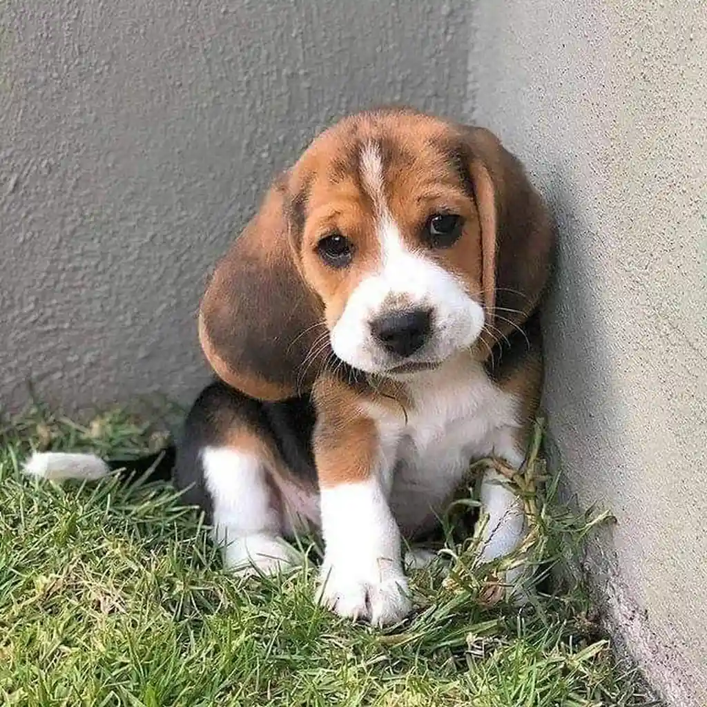 Beagle foto 6