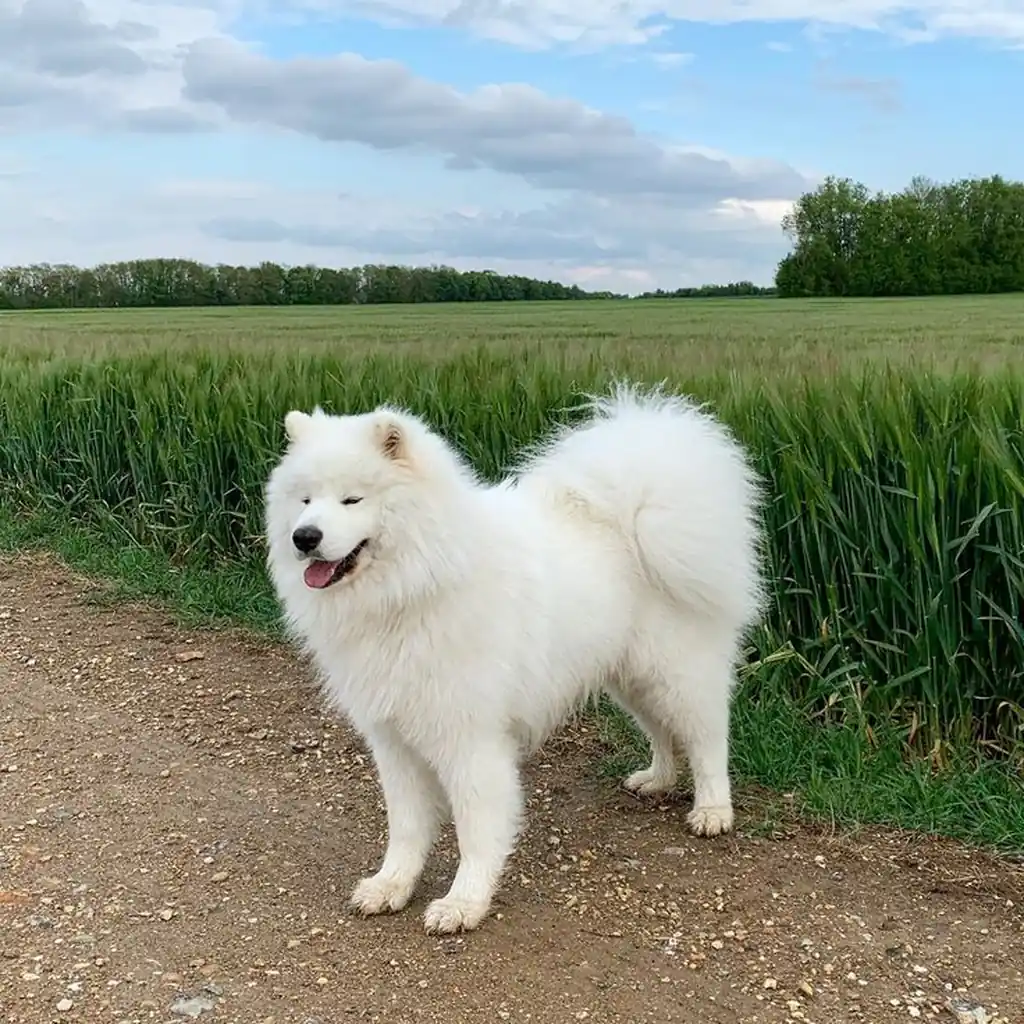 Cachorro de Samoyedo