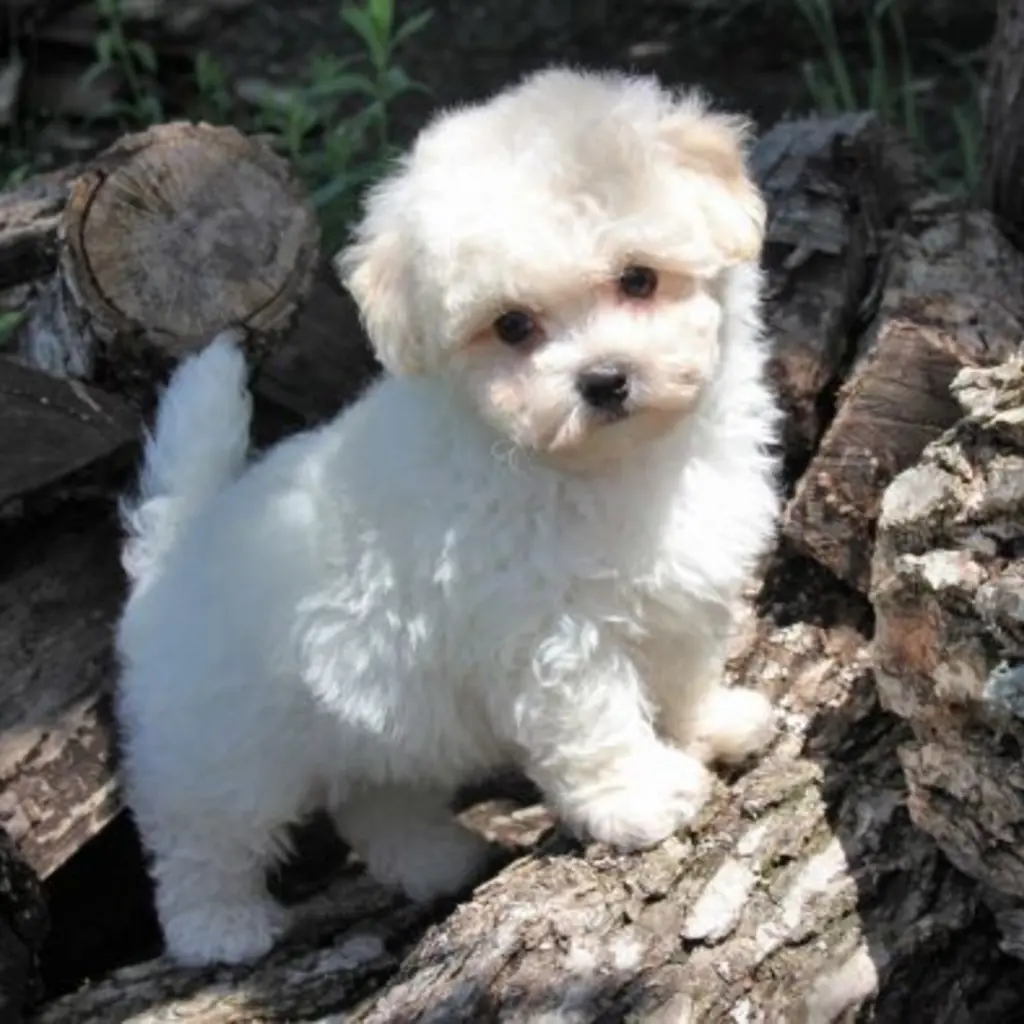 Poodle Mini Toy foto 6