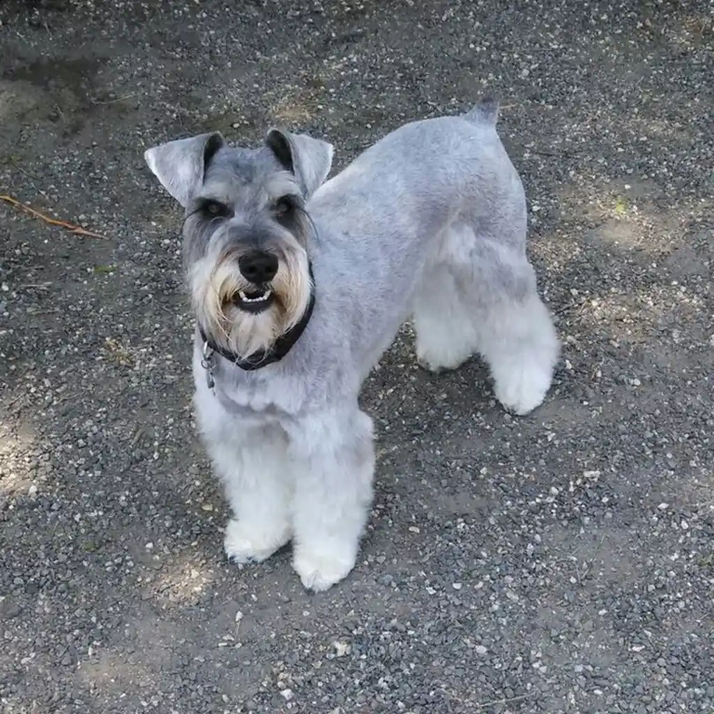 Schnauzer foto 4