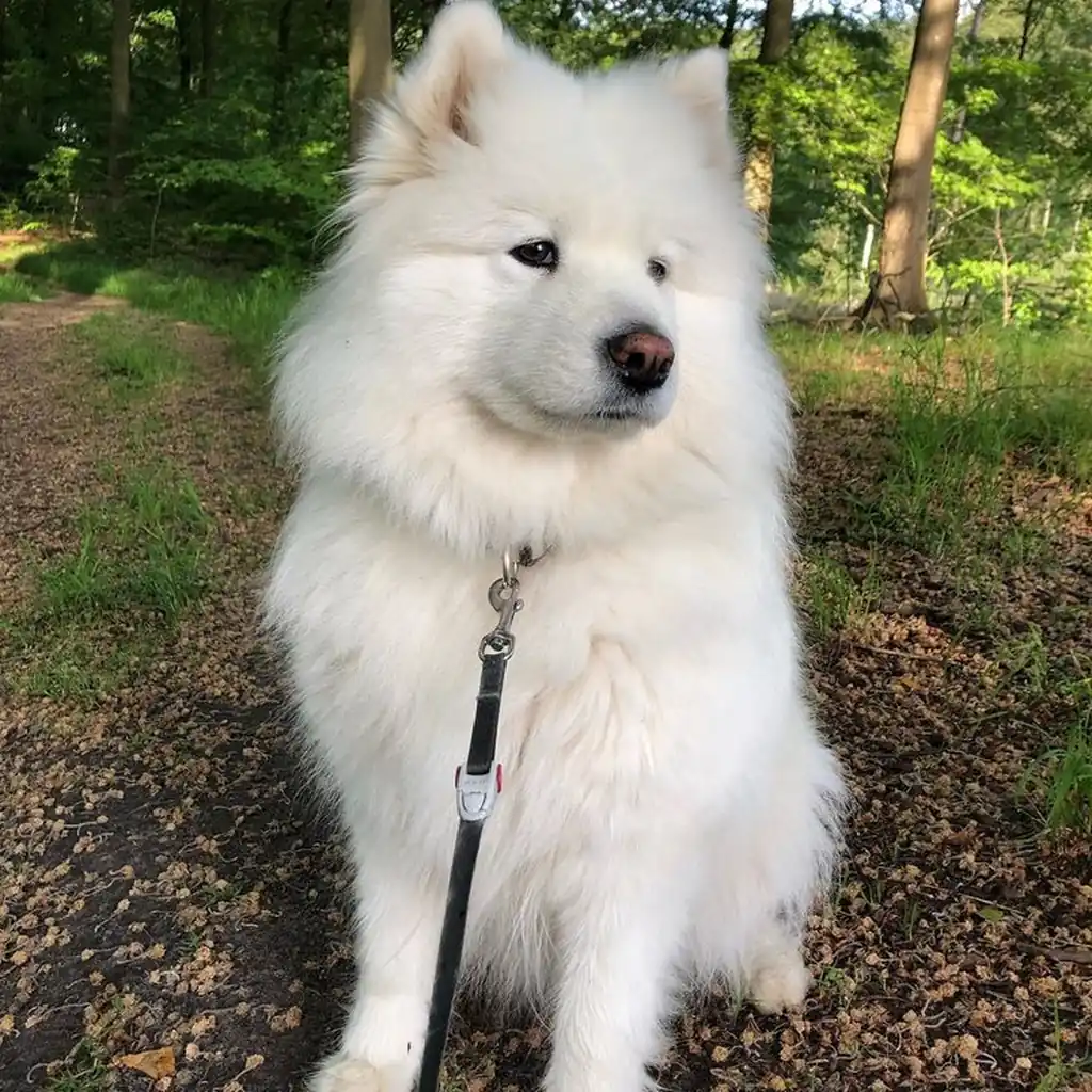 Samoyedo foto 5
