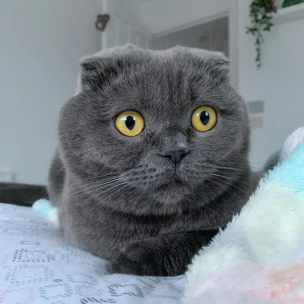 Gato de raza Scottish Fold