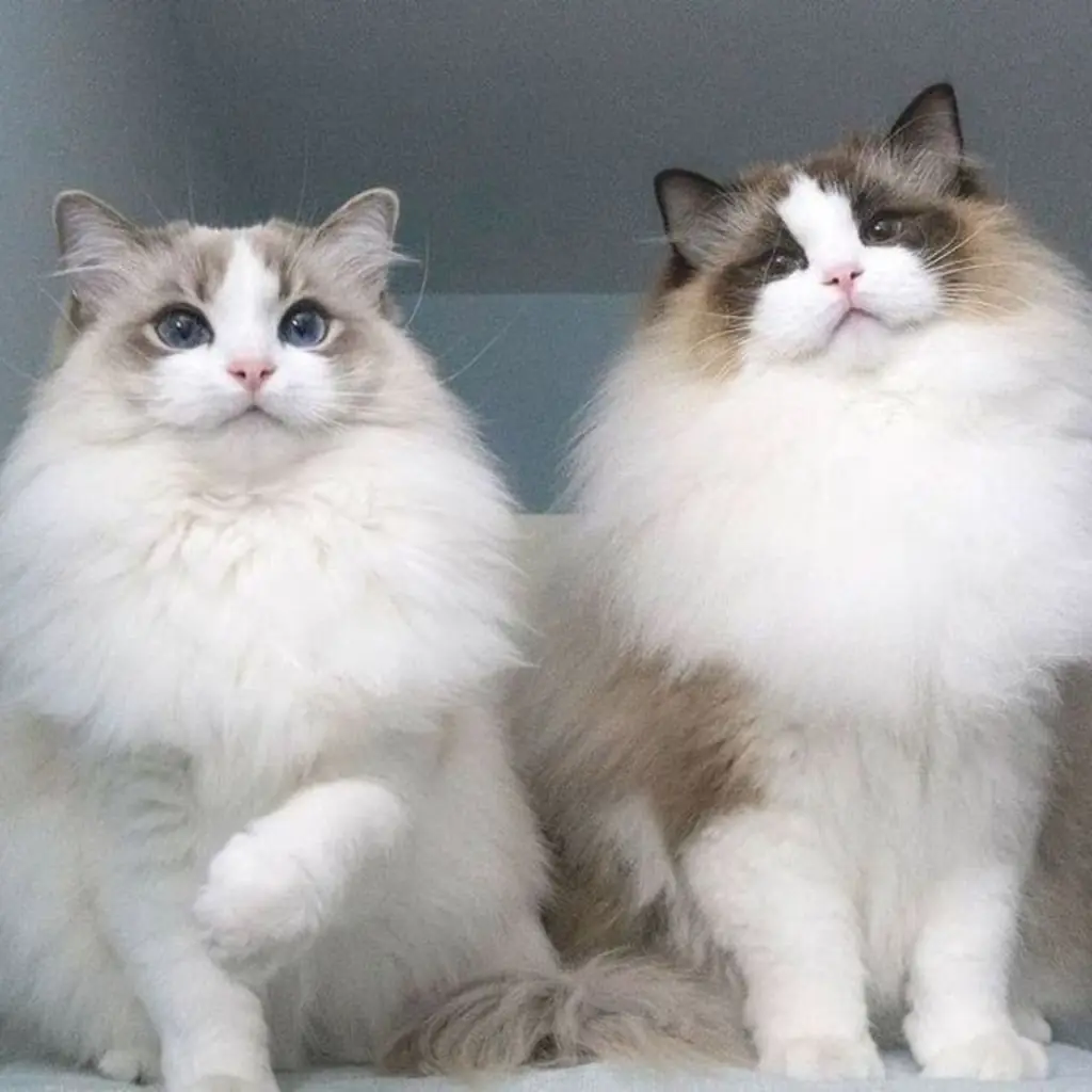 Ragdoll foto 5