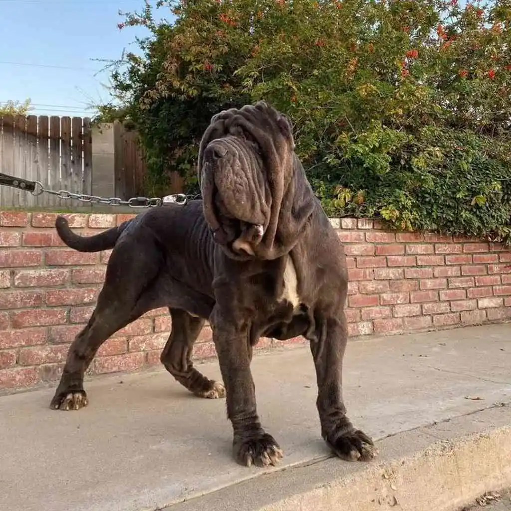 Cachorro de Mastín Napolitano