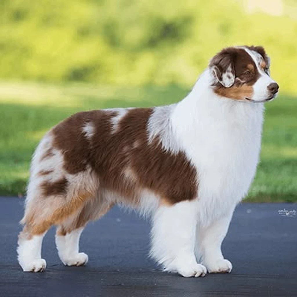 Cachorro de Pastor Ovejero Australiano