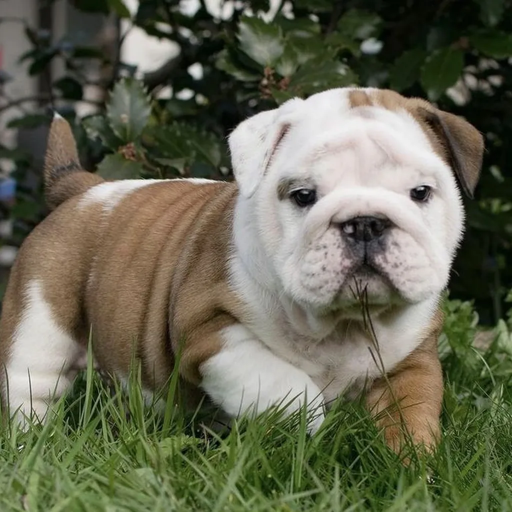 Bulldog Inglés foto 3