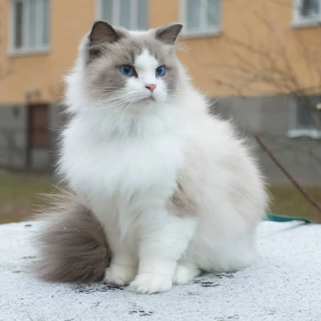 Ragdoll foto 2