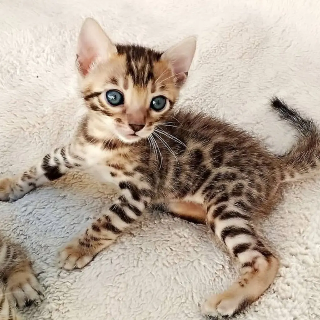Bengalí foto 6