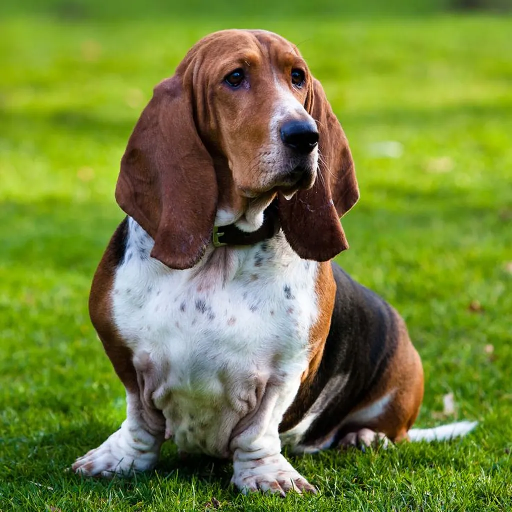 Basset Hound foto 3