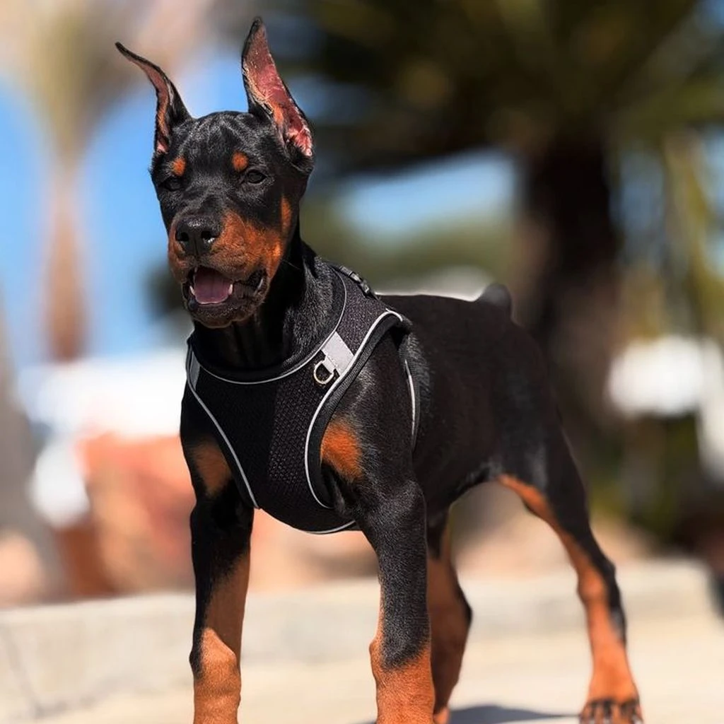 Doberman foto 3