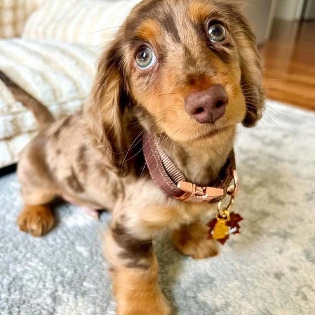 Teckel (Dachshund) foto 6