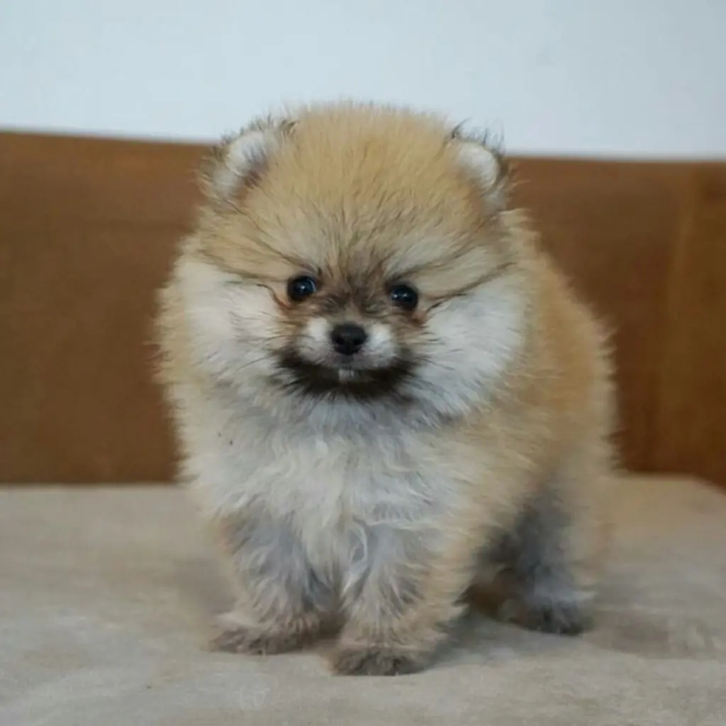 Pomerania Cara de Oso foto 2