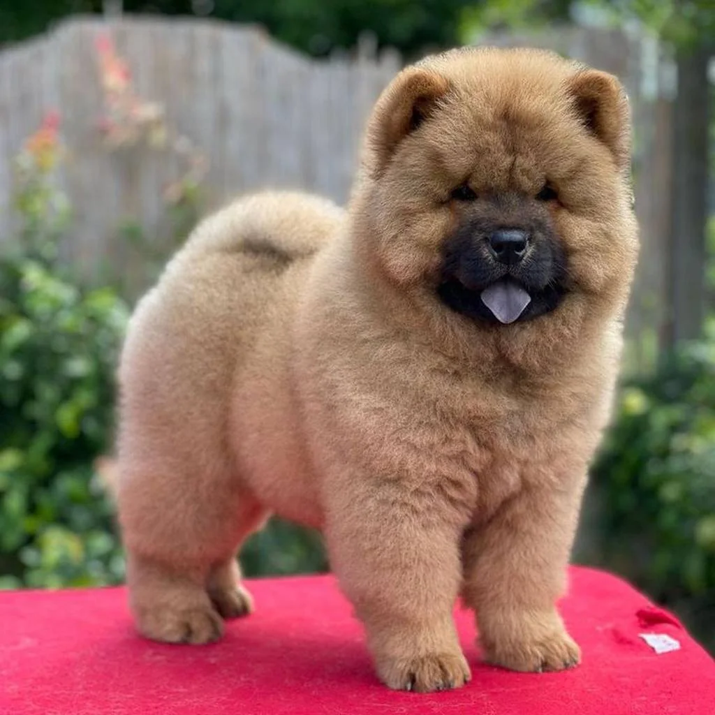 Chow Chow foto 5